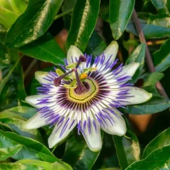 Passionsblomma - Set om 6 - Passiflora hybridum - Höjd 25-40cm - ⌀9cm