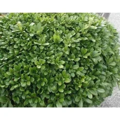 PITTOSPORUM PITTOSPORO NANUM VASO 19CM Ständiga och Klättrande نباتات