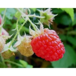 Plante - INGEN NAMN - Lampone Rosso Heritage - Härdiga buskar - Smakrika frukter - Höjd 20-30 cm