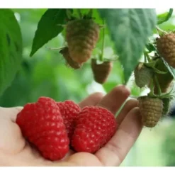 Plante - LAMPONE - Regina - Röd glänsande - Upp till 2 meter - Tidig bifera