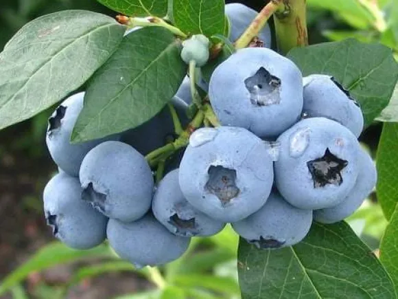 PLANTON B flerkomponentsgödsel för blåbär och andra sura växter 200 g