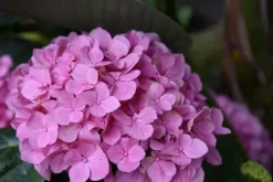 PLANTON C flerkomponentsgödsel för balkong- och trädgårdsväxter 200 g