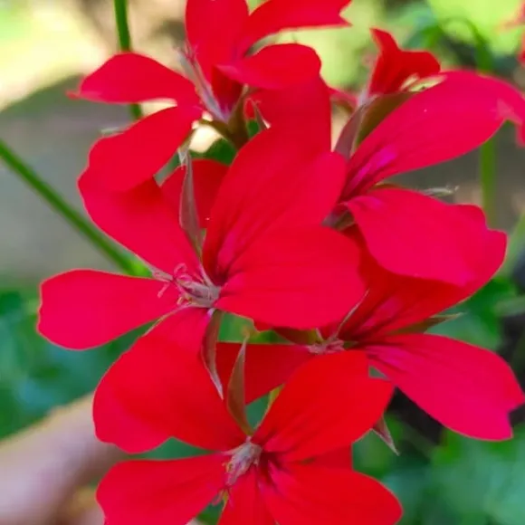 PLANTON C flerkomponentsgödsel för balkong- och trädgårdsväxter 200 g