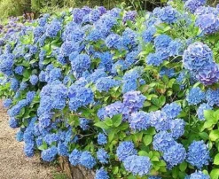 PLANTON H flerkomponentsgödsel för hortensior 200 g