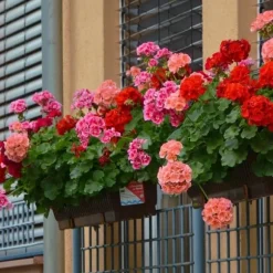 PLANTON K flerkomponentsgödsel för pelargoner och blommande växter 200 g