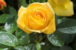 PLANTON R Flerkomponentsgödsel för rosor 200 g