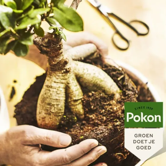 Pokon flytande växtmat - Bonsai - 250ml