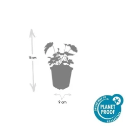 Prydnadsbuske - Höstanemon - Anemone tomentosa 'Robustissima' - 9cm kruka - Set med 6 växter