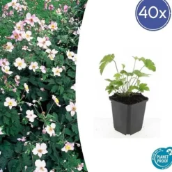 Prydnadsbuske - Höstanemon - Anemone tomentosa 'Robustissima' - Kruka 9cm - Set med 40 växter