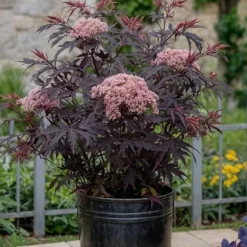 Purpurfläder - Set om 4 - Sambucus nigra 'Black Lace' - Höjd 25-40cm - ⌀17cm