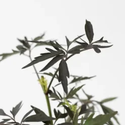 Purpurfläder - Set om 4 - Sambucus nigra 'Black Lace' - Höjd 25-40cm - ⌀17cm