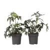 Purpurfläder - Set om 2 - Sambucus nigra 'Black Lace' - Höjd 25-40cm - ⌀17cm