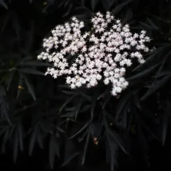 Purpurfläder - Set om 2 - Sambucus nigra 'Black Lace' - Höjd 25-40cm - ⌀17cm