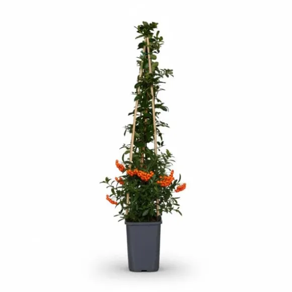 Pyracantha Orange Glow 3-pack - 65 cm, kruka 15 cm