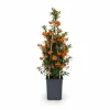 Pyracantha Soleil d'Or Buske 3-pack ↨65 cm Ø15 cm