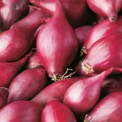 Röd Carmen Vårlök Storlek 10-21 3g