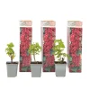 Röda vinbär - Set om 3 - Ribes rubrum - Höjd 25-40cm - ⌀9cm
