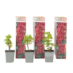 Röda vinbär - Set om 3 - Ribes rubrum - Höjd 25-40cm - ⌀9cm