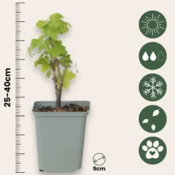 Röda vinbär - Set om 3 - Ribes rubrum - Höjd 25-40cm - ⌀9cm