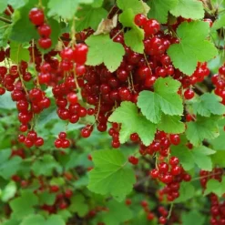 Röda vinbär - Set om 3 - Ribes rubrum - Höjd 25-40cm - ⌀9cm