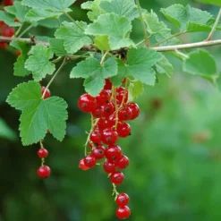 Röda vinbär - Set om 3 - Ribes rubrum - Höjd 25-40cm - ⌀9cm