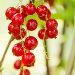 Röda vinbär - Set om 3 - Ribes rubrum - Höjd 25-40cm - ⌀9cm