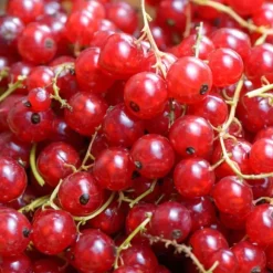 Röda vinbär - Set om 3 - Ribes rubrum - Höjd 25-40cm - ⌀9cm