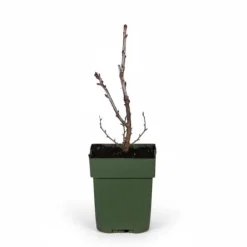 Röda Vinbär 'Jonkheer van Tets' Buske Ø13 cm ↕45 cm