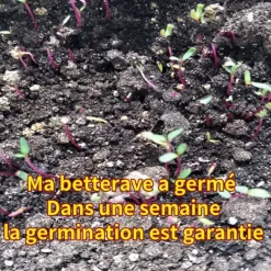 Rödbeta frön - TD - Sockerinnehåll 5% - Groning 90% - Hemträdgård - Renhet 98%