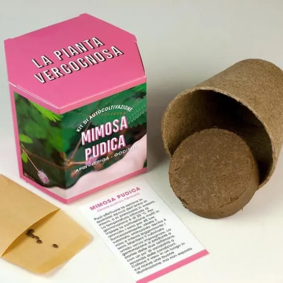 RESETA, KIT FÖR AUTODRÄKTIGEN MIMOSA PUDICA, HEMMA, GÅVOSIDÉER