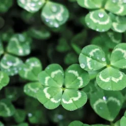 RESETA, KIT FÖR SJÄLVODLING AV TREKLÖVER, HEMMET, PRESENTIDEER