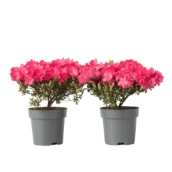 Rhodondendron buske - Set om 2 - Rhod. azalea 'Anouk' - Höjd 25-40cm - ⌀17cm