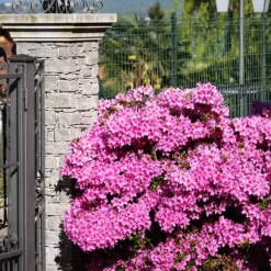 Rhodondendron buske - Set om 2 - Rhod. azalea 'Anouk' - Höjd 25-40cm - ⌀17cm