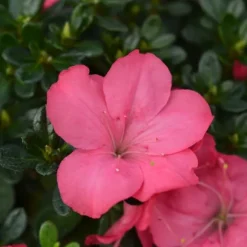 Rhodondendron buske - Set om 2 - Rhod. azalea 'Anouk' - Höjd 25-40cm - ⌀17cm