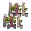 Rhodondendron buske - Set om 6 - Rhododendron catawbiense - Höjd 25-40cm - ⌀9cm