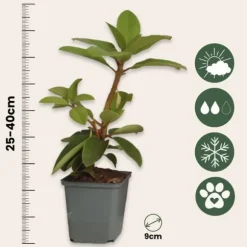 Rhodondendron buske - Set om 6 - Rhododendron catawbiense - Höjd 25-40cm - ⌀9cm