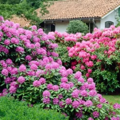 Rhodondendron buske - Set om 6 - Rhododendron catawbiense - Höjd 25-40cm - ⌀9cm
