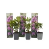 Rhodondendron buske - Set om 3 - Rhododendron - Höjd 25-40cm - ⌀9cm