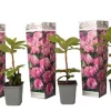 Rhodondendron buske - Set om 3 - Rhododendron roseum - Höjd 25-40cm - ⌀9cm