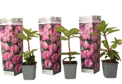 Rhodondendron buske - Set om 3 - Rhododendron roseum - Höjd 25-40cm - ⌀9cm