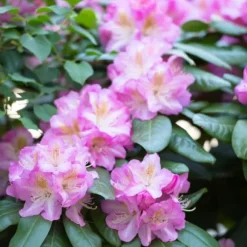 Rhodondendron buske - Set om 3 - Rhododendron roseum - Höjd 25-40cm - ⌀9cm