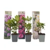 Rhodondendron buske - Set om 3 - Rhododendron catawbiense - Höjd 25-40cm - ⌀9cm