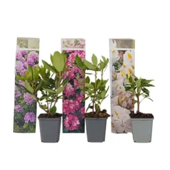 Rhodondendron buske - Set om 3 - Rhododendron catawbiense - Höjd 25-40cm - ⌀9cm