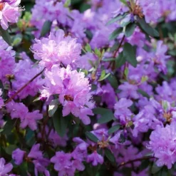 Rhodondendron buske - Set om 3 - Rhododendron catawbiense - Höjd 25-40cm - ⌀9cm