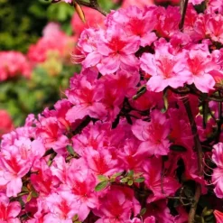 Rhodondendron buske - Set om 3 - Rhododendron catawbiense - Höjd 25-40cm - ⌀9cm