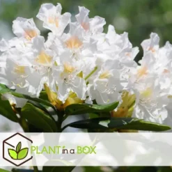 Rhodondendron buske - Set om 3 - Rhododendron catawbiense - Höjd 25-40cm - ⌀9cm