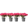 Rhodondendron buske - Set om 4 - Rhod. azalea 'Anouk' - Höjd 25-40cm - ⌀17cm
