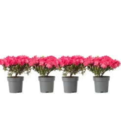 Rhodondendron buske - Set om 4 - Rhod. azalea 'Anouk' - Höjd 25-40cm - ⌀17cm