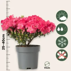 Rhodondendron buske - Set om 4 - Rhod. azalea 'Anouk' - Höjd 25-40cm - ⌀17cm