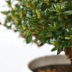 Rhodondendron buske - Set om 4 - Rhod. azalea 'Anouk' - Höjd 25-40cm - ⌀17cm